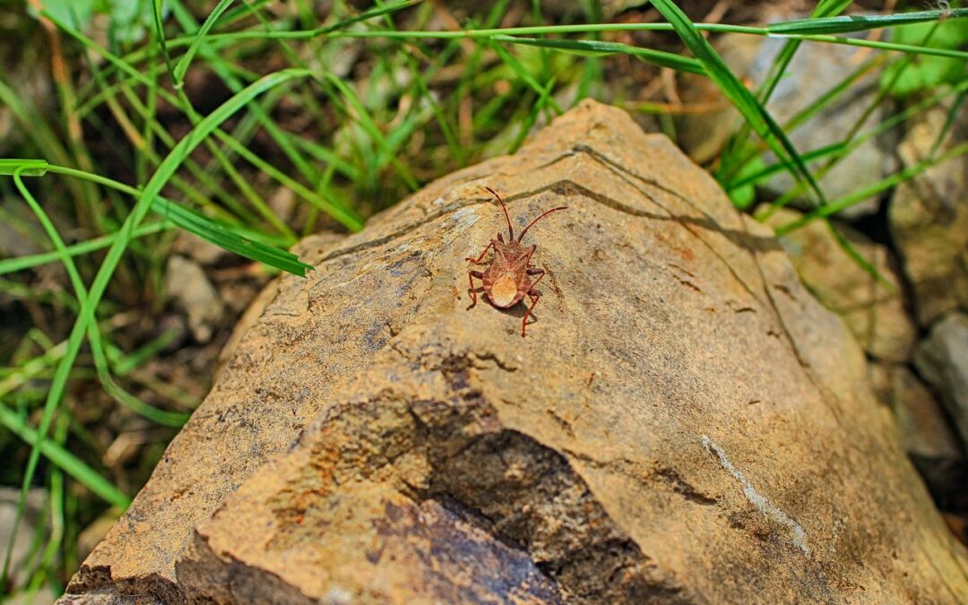 Your Local Guide to a Pest-Free Home in Yakima