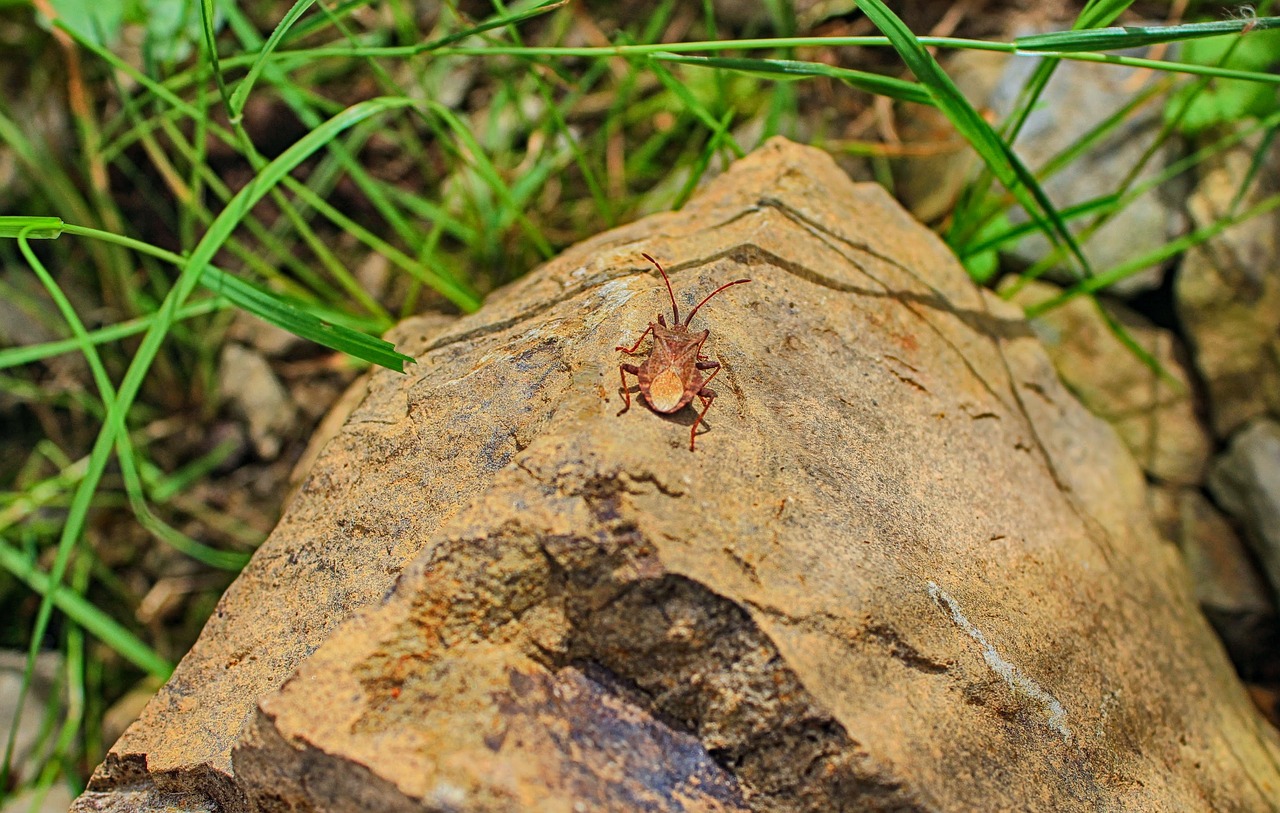 yakima bug
